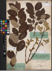 Foto von Salix caprea L.